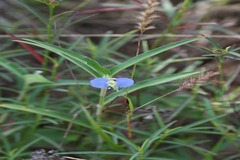 Commelina hasskarlii